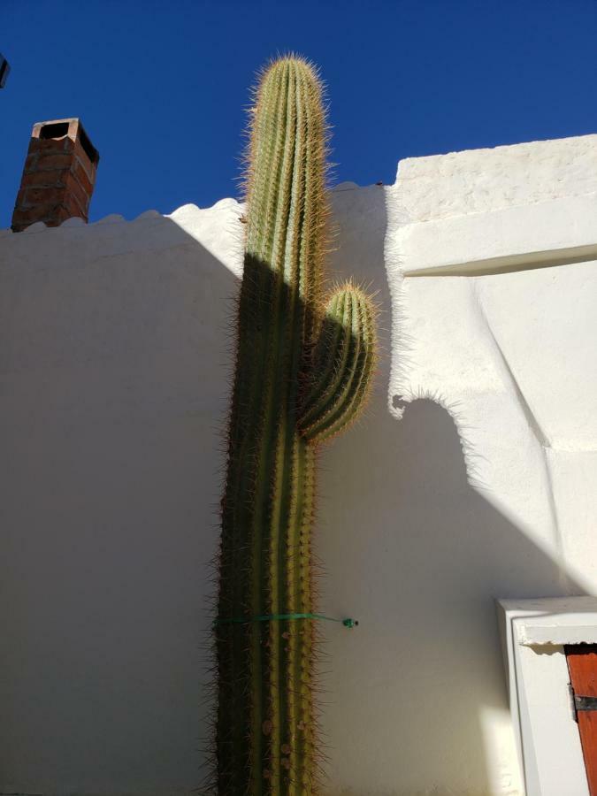 فندق Casa Cactus كفايات المظهر الخارجي الصورة
