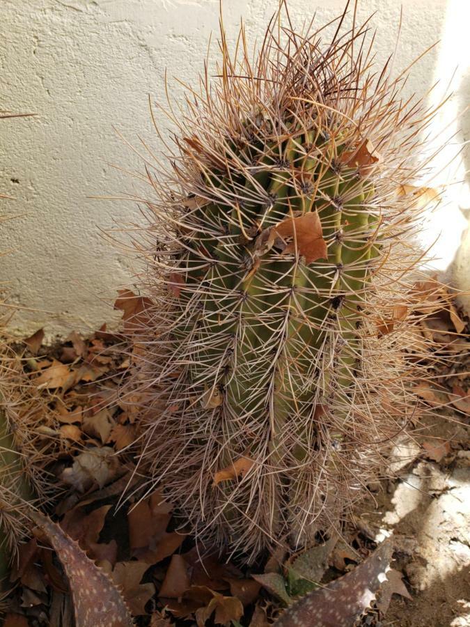 فندق Casa Cactus كفايات المظهر الخارجي الصورة
